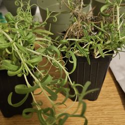 Rosemary Plants