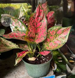 Pretty Pink & Green houseplant Algaonema