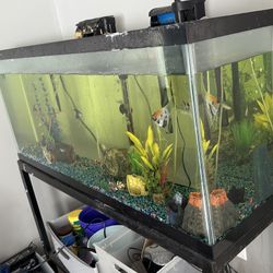 Need Gone 65 Gallon Tank With Stand 