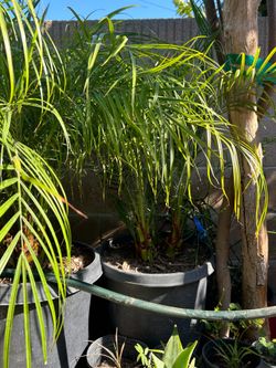 Pygmy date Palm tree