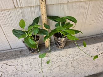 Monstera Lechleriana Albo Plants