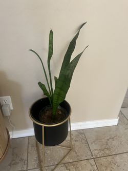 Live Plant With Planter