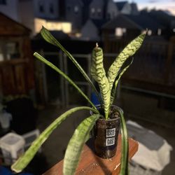 Healthy Snake Plant 