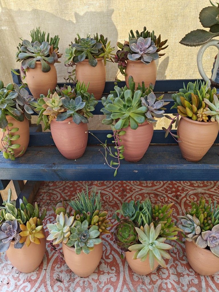 Cute Terracotta Pots With Succulents Arrangements
