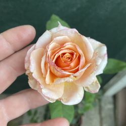 STRIKE IT RICH ROSE BISH BLOOMING SMALL PLANT, Very Fragrant Flower Is In 8 Inch Pot Pick Up Only
