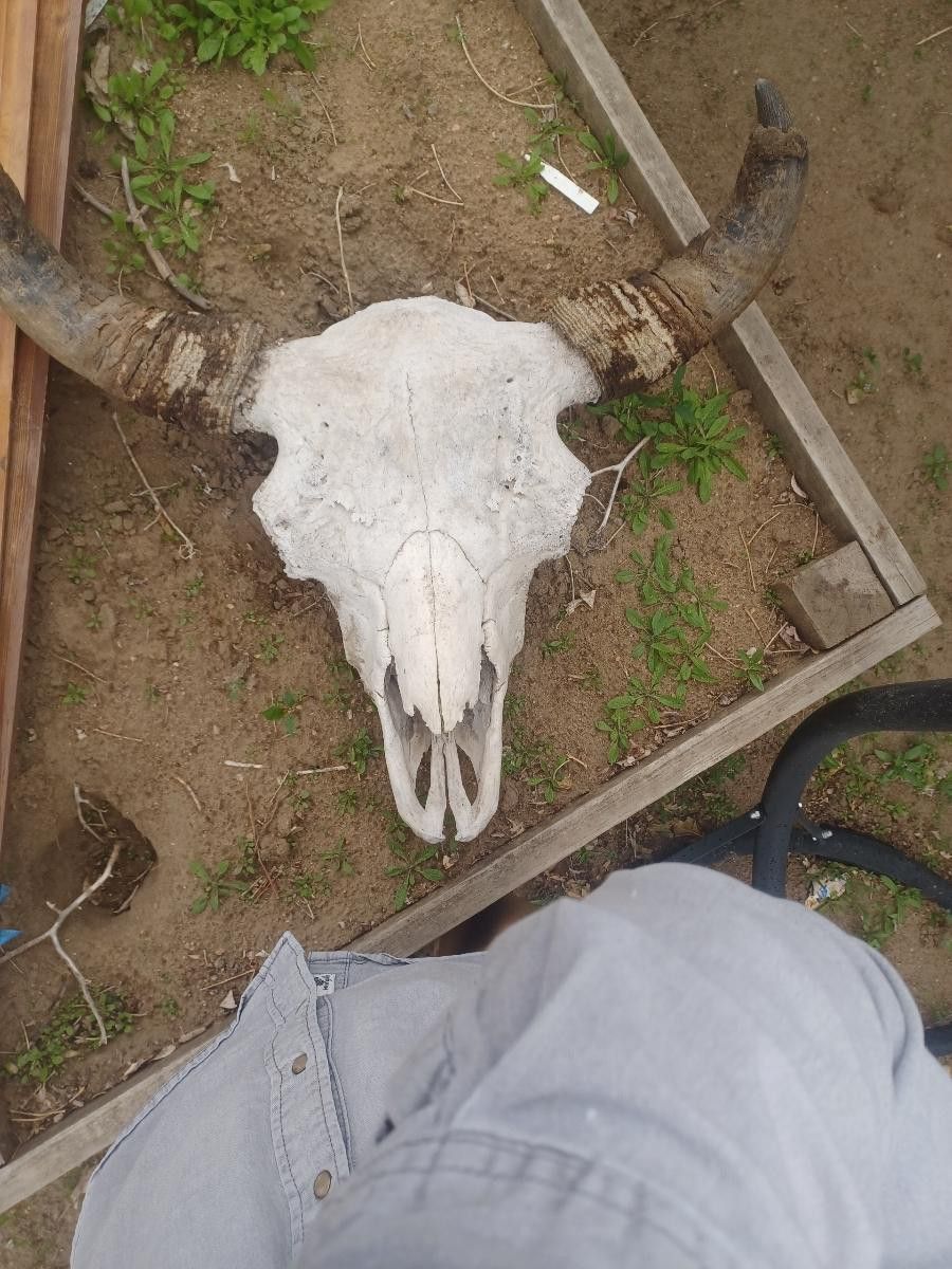 Real Buffalo Head