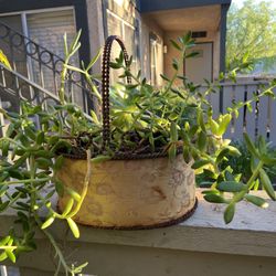 Succulent