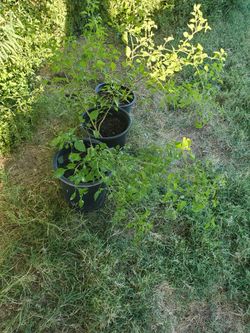 3 Plantas De Chile Tepin.ja Maduras