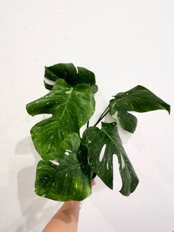 Monstera Thai Constellation