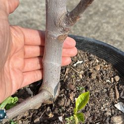 Brown Turkey Fig Tree 3’ Tall