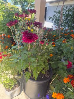 Flower for sale