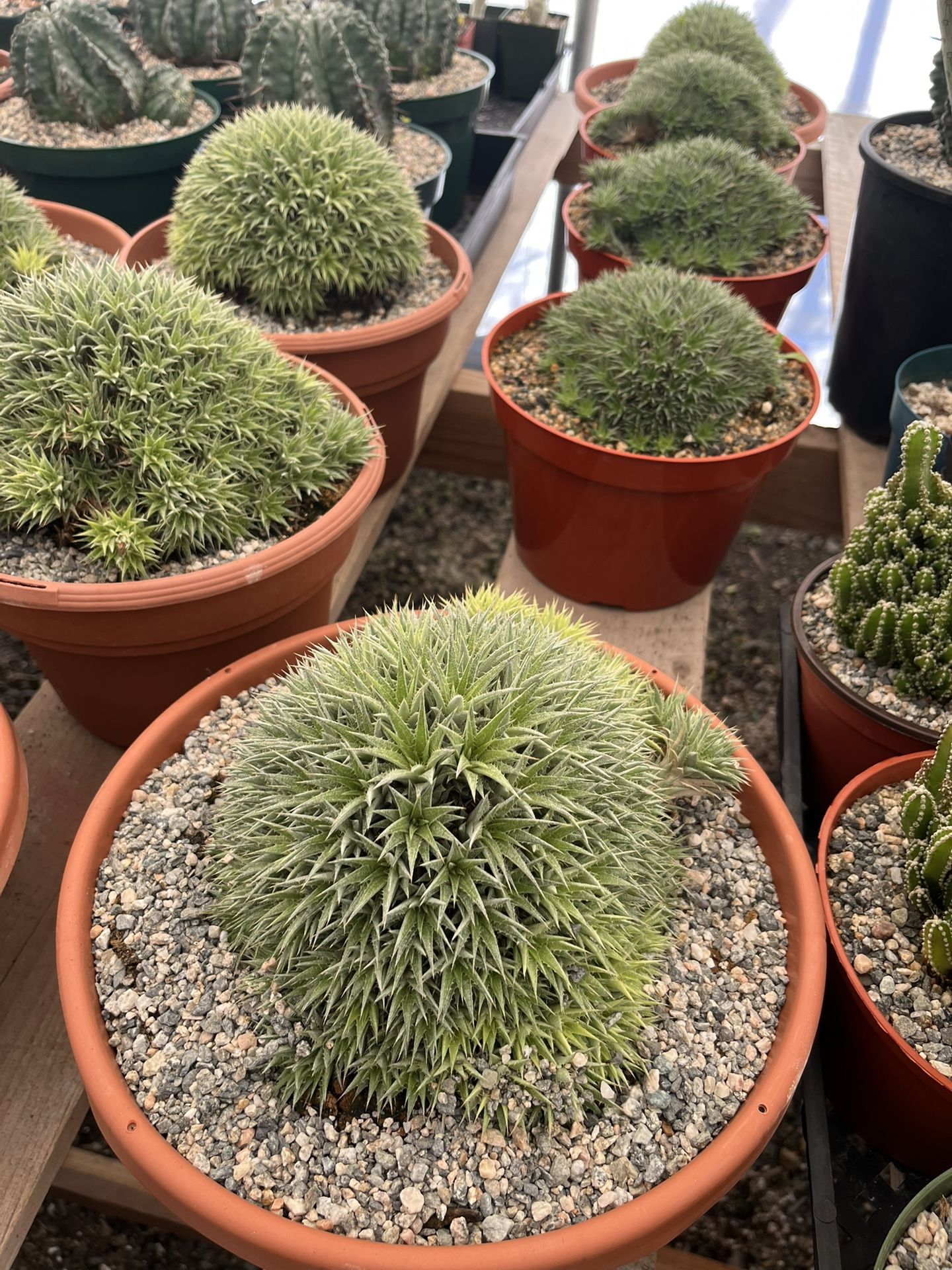 Weekend Sale Brevifolia Plants In 8” Pots $40 Each