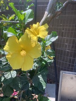 Yellow Hibiscus- or Trade with Plumeria
