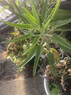 Kalanchoe Mother Of thousand Plant