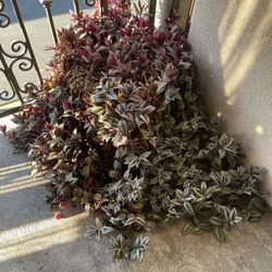 Wandering Jew / Tradescantia