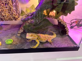BEARDED DRAGON AND TANK WITH SUPPLIES BUNDLE