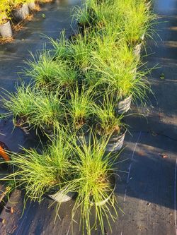 Pink muhli grass 3g
