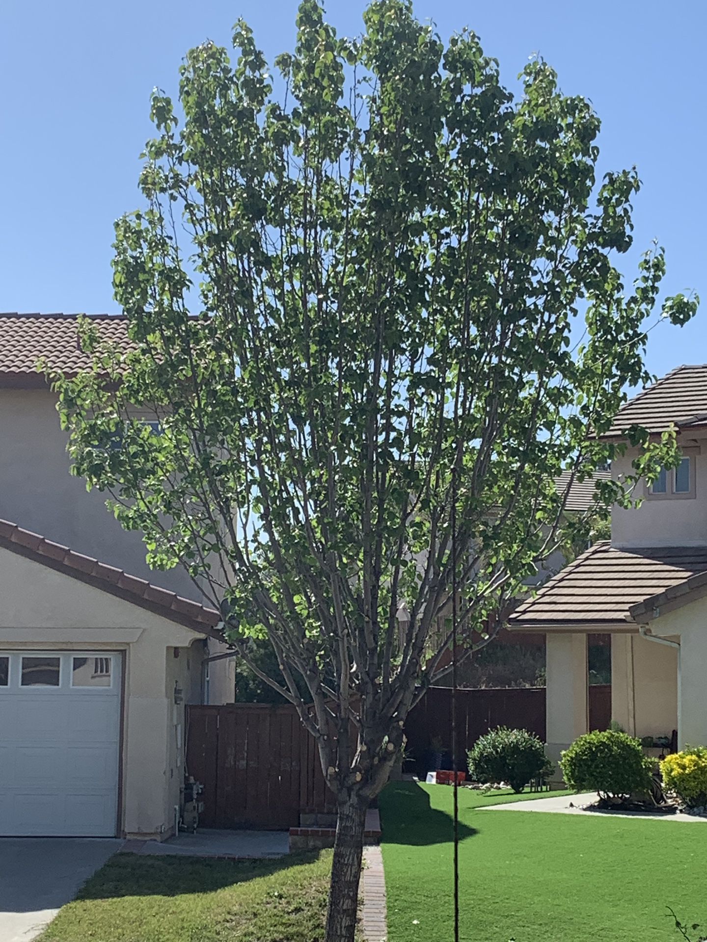 Complete tree care