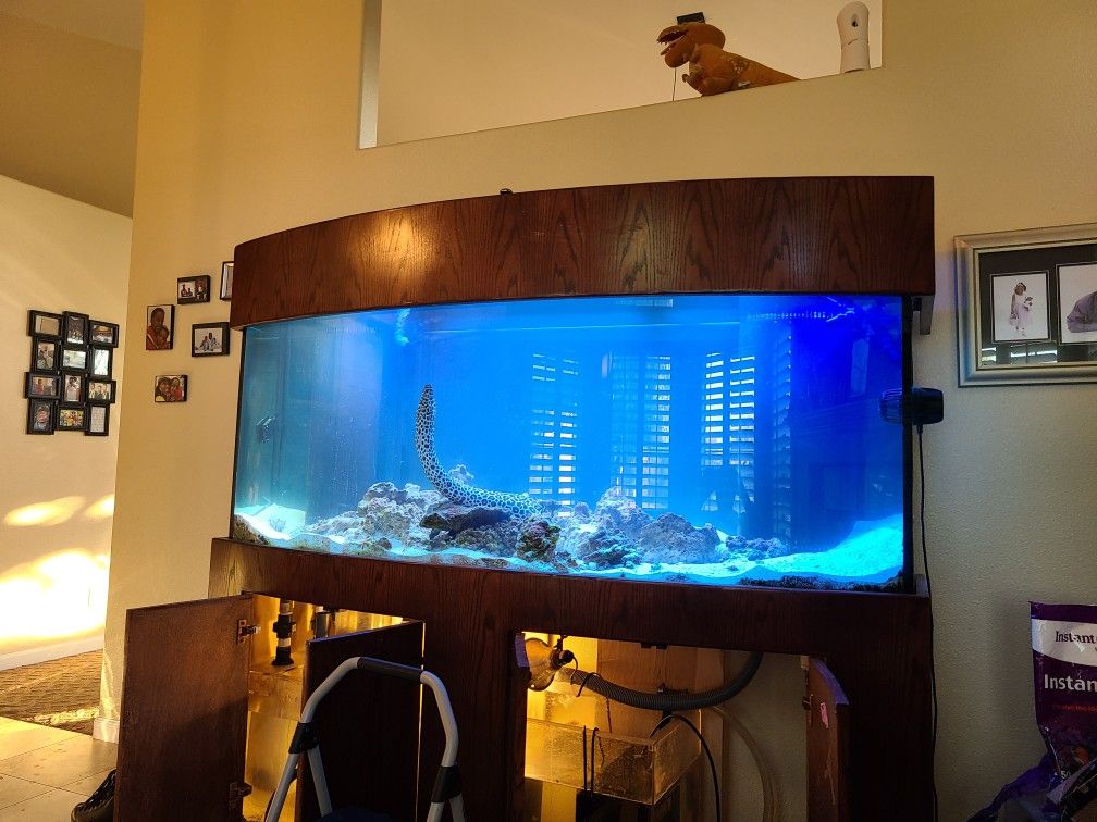 A 180 Gallon Bow Front Tank Matching Stand And Canopy For Sale In 40-gallon-bow-front-aquarium-free-clc-cet-edu