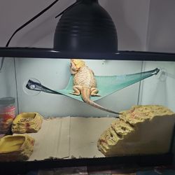 A Breeding Dragon LIZARD 