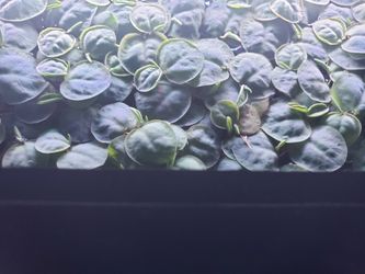 Aquarium Floating Plants (Red Root Floaters)