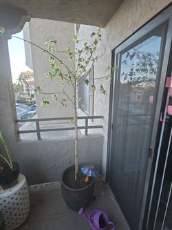 Young Tree in Large Planter Pot