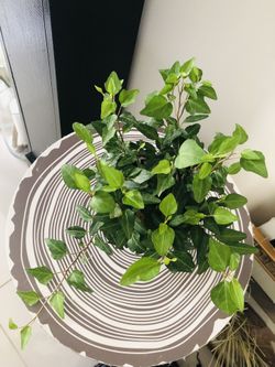Plants