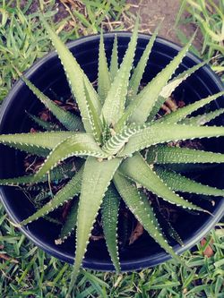 Succulent