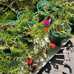 Beautiful Plant