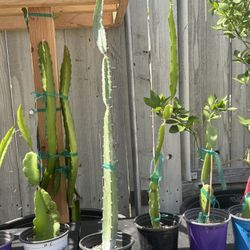 Dragon Fruit “Orejona”