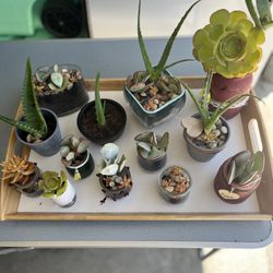 Succulent Arrangements
