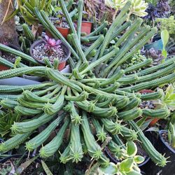 Plants - Cactus - Corn Cob Cactus