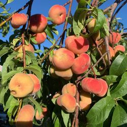 White donut peaches trees / Árboles de durazno dona $40 each