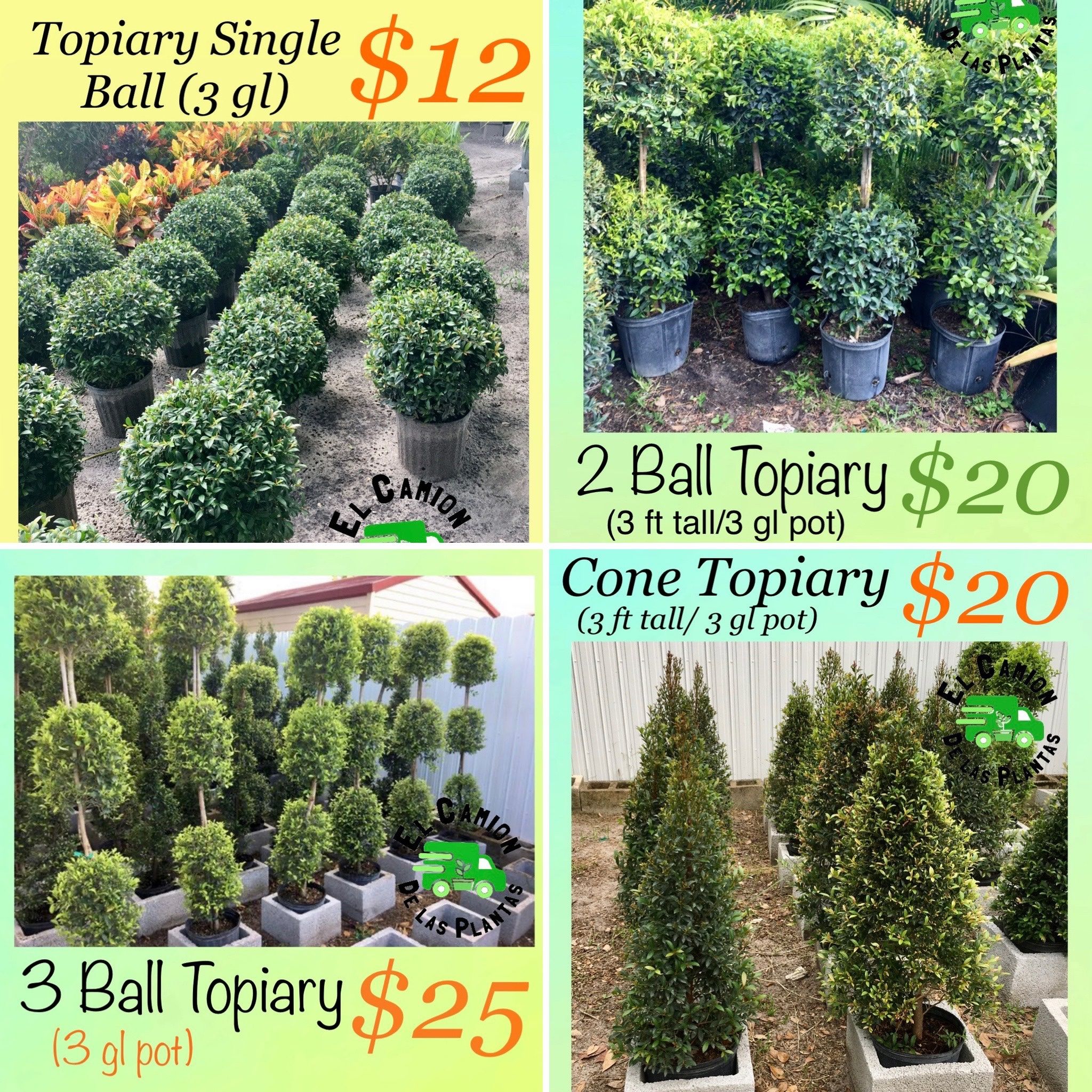 Home Plants- SPECIAL PRICE TOPIARIES