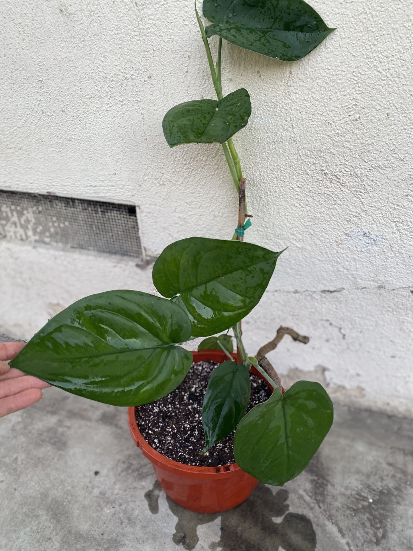 Syngonium Chapease House Shade Plant, In 10 Inch Pot Pick Up Only
