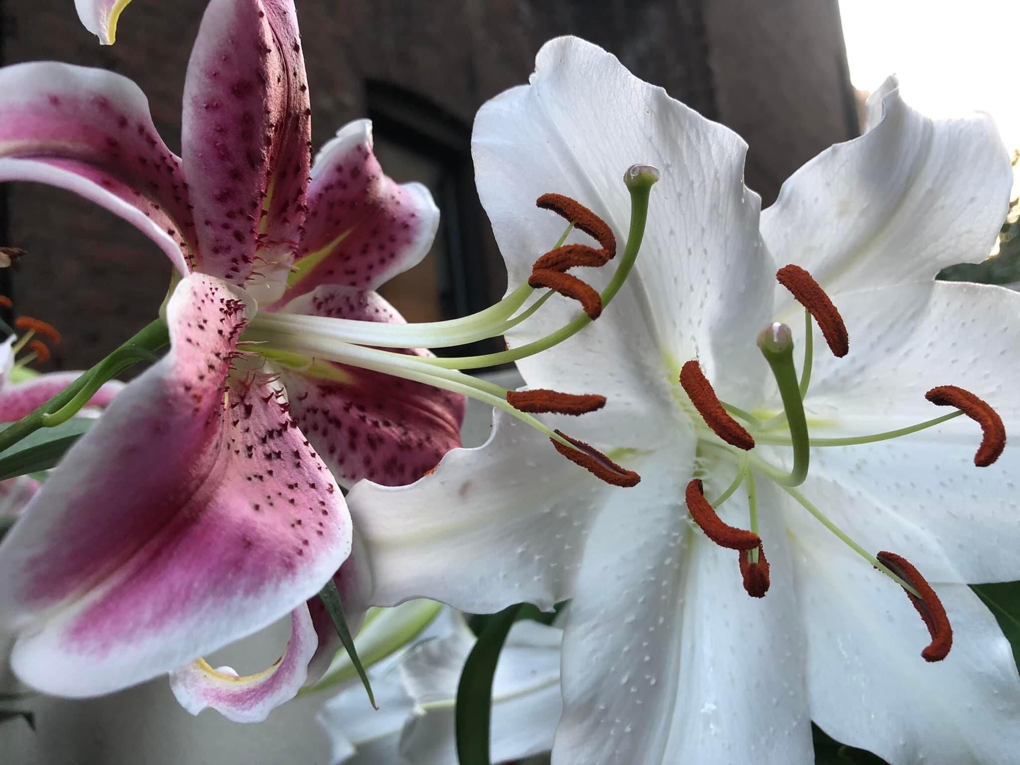 Large Asiatic Lilies — Buds, Flowers or Plant