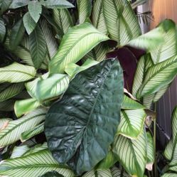 Calathea Majestica  Goeppertia Majestica LIVE PLANT 1FT