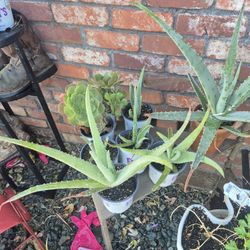 Beautiful Aloe Vera Plants 