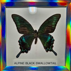 Alpine Black Swallowtail Butterfly Specimine 