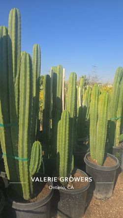 San Pedro Cactus sale