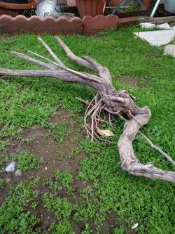 Natural Driftwood For Aquariums Terrariums Decor Etc