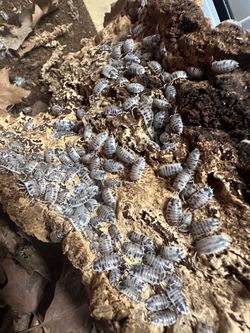 Dairy Cow Isopods (Porcellio laevis)