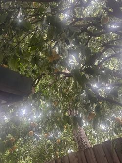 grapefruits