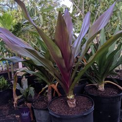 Crinum Lily