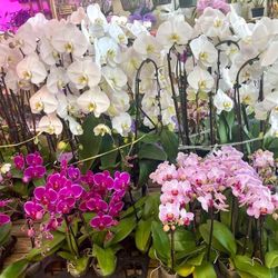 Beautiful Cascade Orchids Tiem Hoa Lan