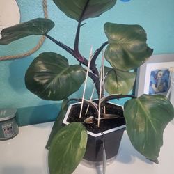 Philodendron White Knight Plant 