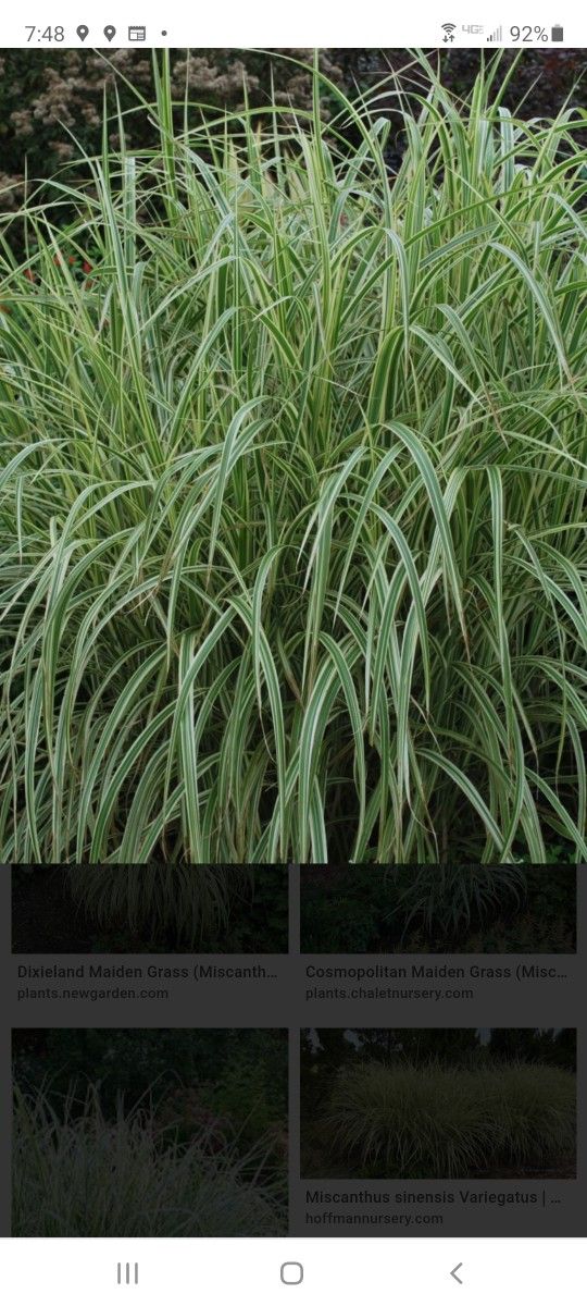 Perennials ready for planting ...Available NOW