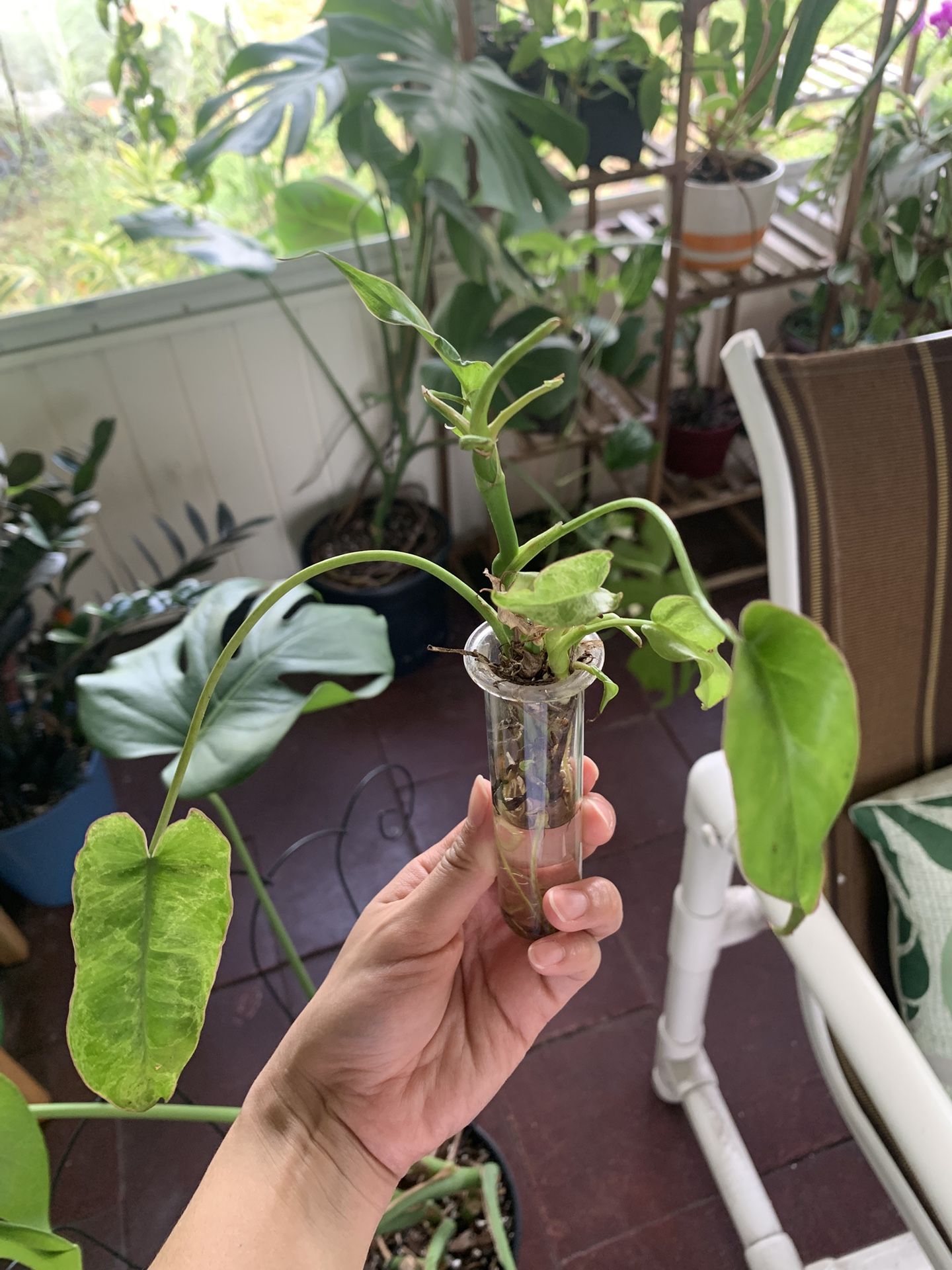 Philodendron Paraiso Verde