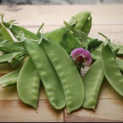 PEA PLANTS,ORGANIC SNOW PEAS HUGE PODS TASTE GREAT