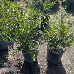 Japones Boxwood 